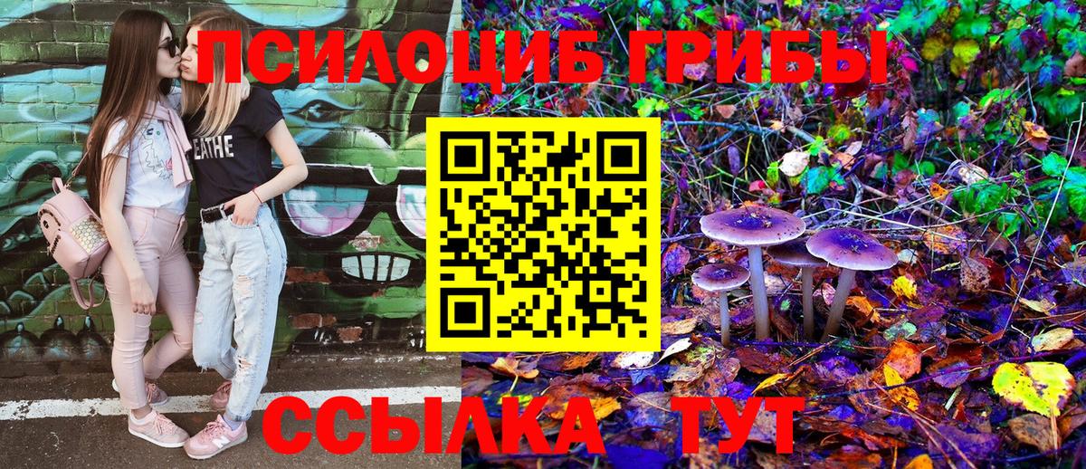 Псилоцибиновые грибы Psilocybe Алексеевка